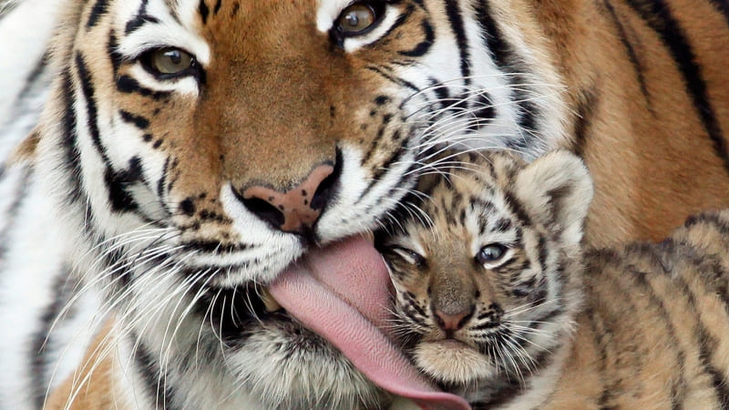 Tigresse  et son petit