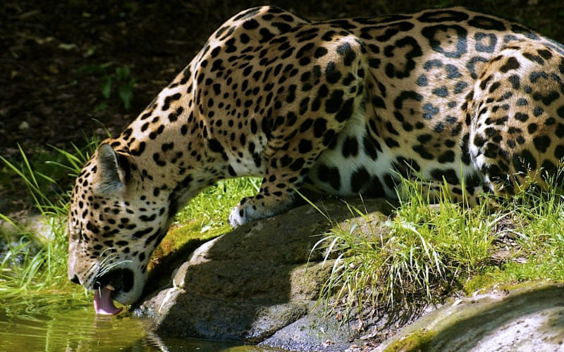 animal félin léopard boit photo fond écran HD