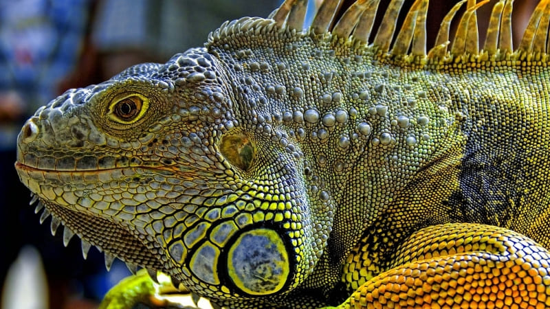 fond écran animal iguane photo wallpaper HD iguana télécharger gratuit free download