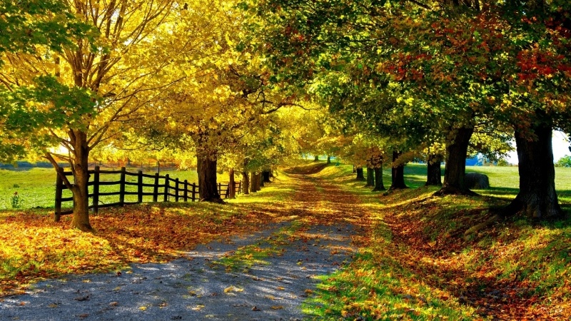 fond écran nature automne route feuilles des arbres jaunes et rouges