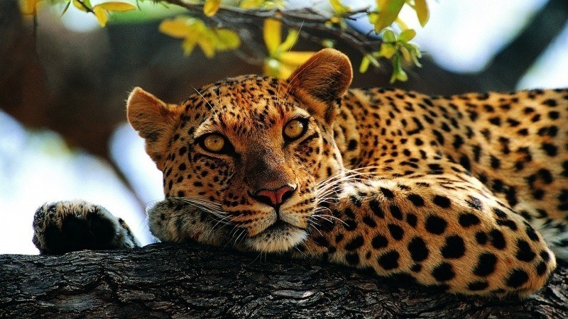 fond d'écran animal léopard félin sur arbre photo wallpaper HD