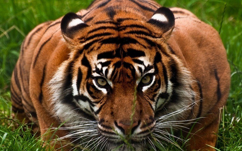 fond écran image photo wallpaper HD tiger tigre télécharger gratuit