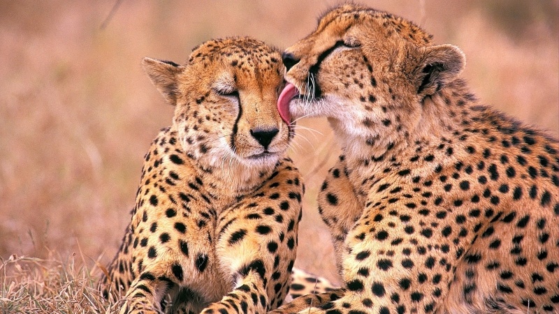 fond d'écran HD animal guépards savane Afrique wallpaper image photo