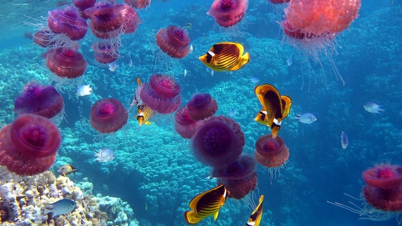 poissons et méduses corail mer chaude image photo fond d'écran wallpaper image photo