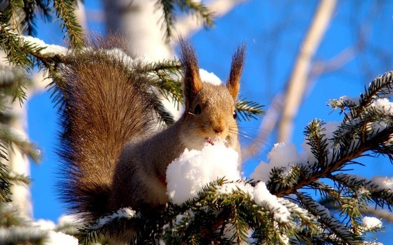 écureuil sur branche sapin avec neige l'hiver fond écran HD wallpaper photo