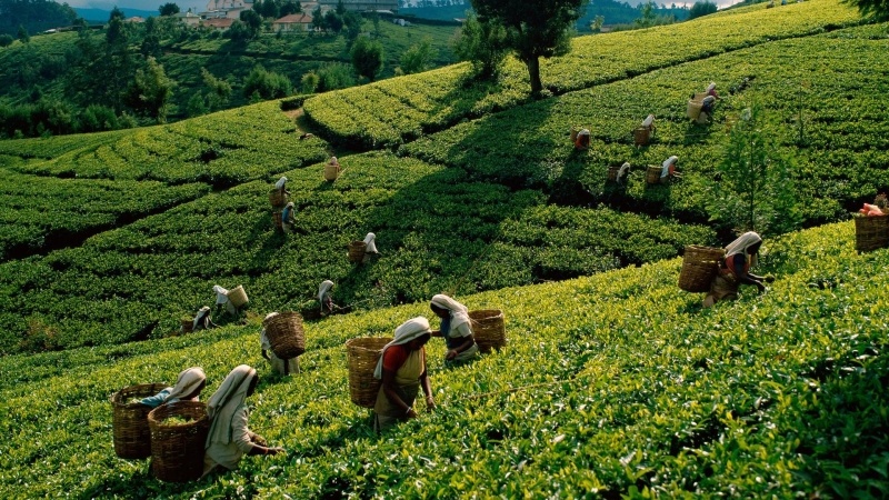 fond écran HD paysage cueillette thé Sri Lanka Ceylan tea wallpaper HD background picture photo