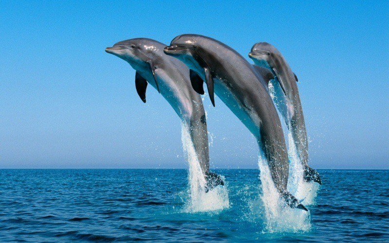 fond écran HD animaux dauphins sauts trio wallpaper photo gratuit picture image