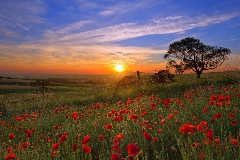 fond écran hd nature paysage soleil couchant sur prairie fleurs coquelicots été wallpaper photo