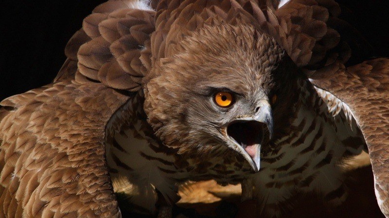 fond ecran HD animaux oiseau de proie aigle wallpaper bird of prey photo
