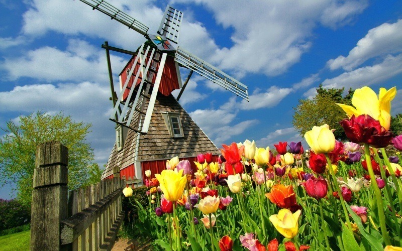 fond écran HD paysage nature moulin à vent Hollande tulipe rouge jaune photo wallpaper windmills netherland