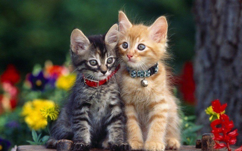 fond écran chatons tablette pad tablet wallpaper background android