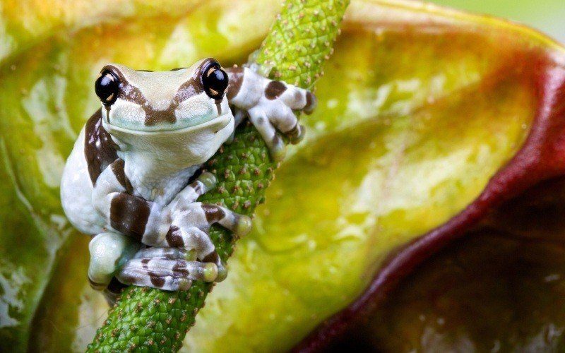fond écran HD nature animal grenouille exotique blanche brune sur branche wallpaper exotic frog desktop PC Mac smartphone
