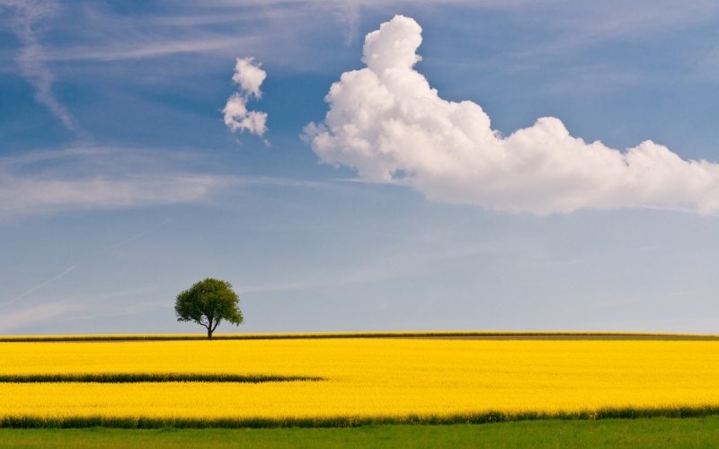 nature HD paysage champs jaune arbre vert ciel bleu et nuages
