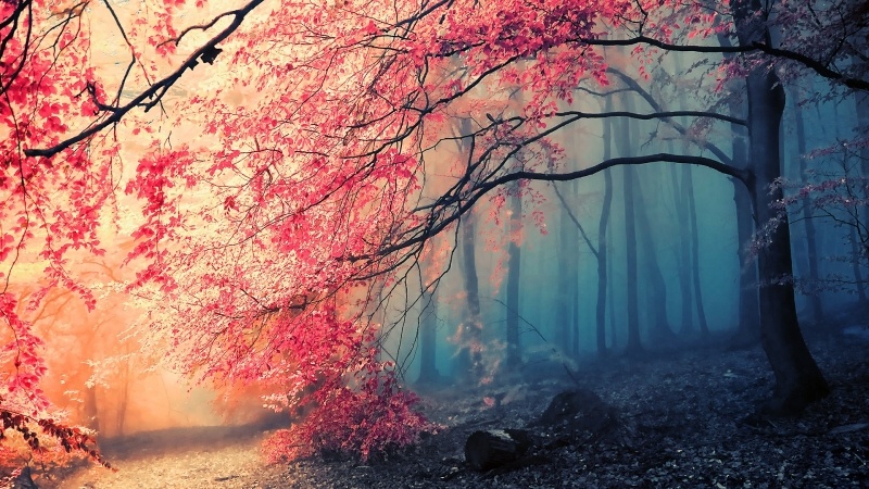 chemin de forêt à l'automne photo