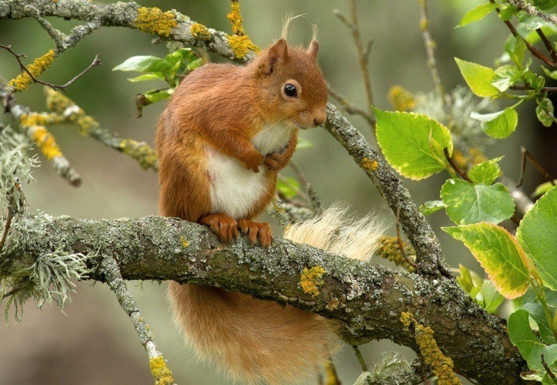fond écran HD animal écureuil roux sur branche wallpaper squirrel red picture photo image bureau Windows