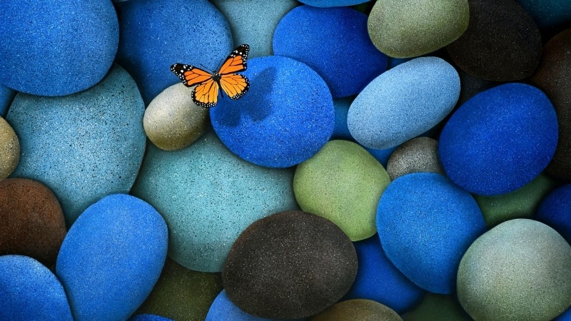 fond d'écran HD papillon nature insecte sur galet de couleurs image bureau windows PC butterfly image wallpaper