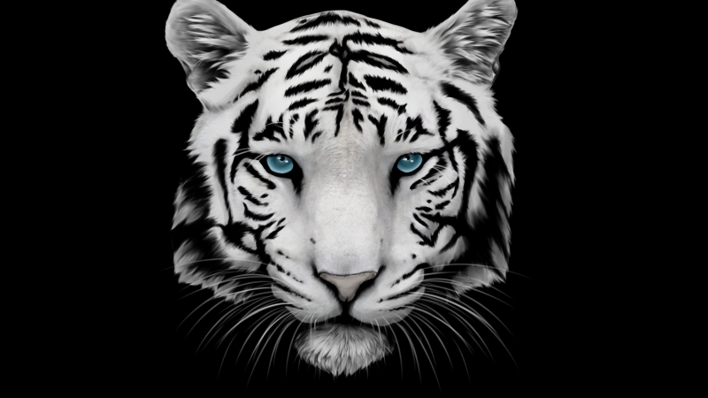fond écran HD dessin tigre blanc yeux bleu white tiger and blue eyes wallpaper image desktop art