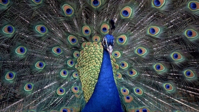 fond d'écran HD paon bleu animal oiseau roue image bureau windows photo desktop wallpaper peacock blue
