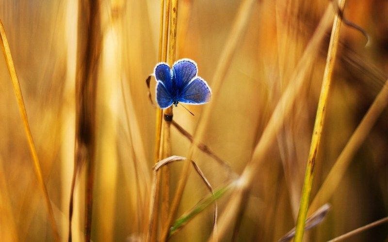 fond écran HD nature papillon bleu sur brindille herbe été champs butterfly wallpaper image photo