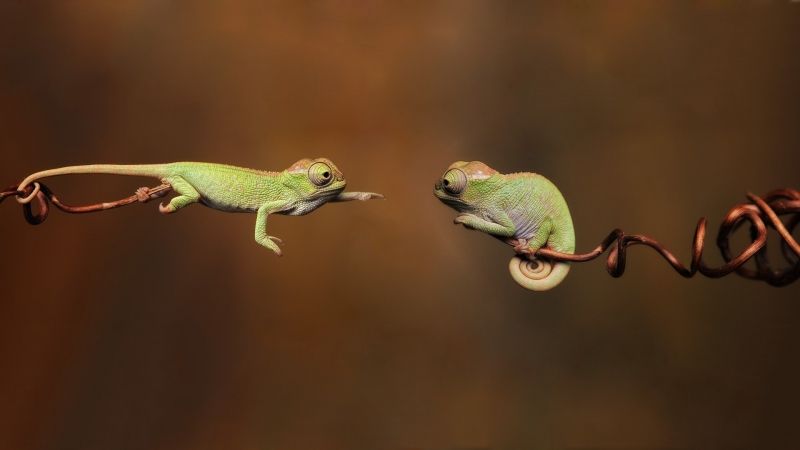 animaux couple caméléons fond écran wallpaper