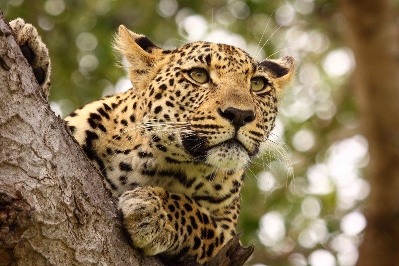 fond d'écran HD léopard animal sauvage sur branche yeux perçants wallpaper