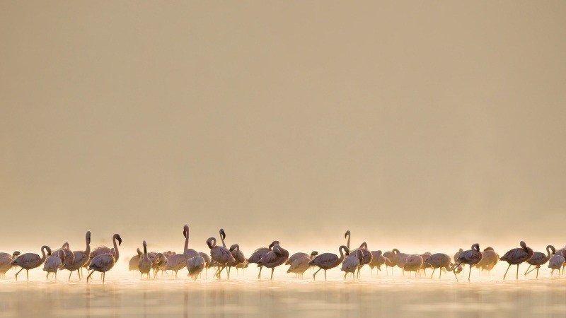 wallpaper image oiseau flamand rose groupe dans lac brume soleil matin flamingos birds fond ecran hd