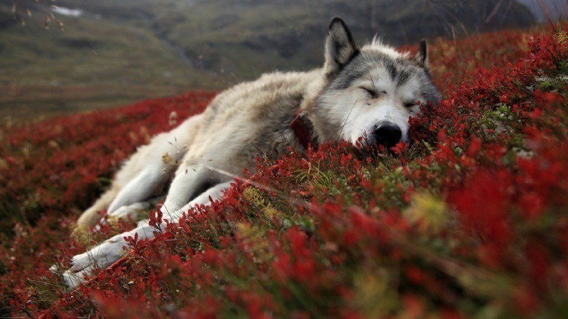 fond écran hd animal loup qui dort wolf dans la steppe avec fleurs rouges photo wallpaper