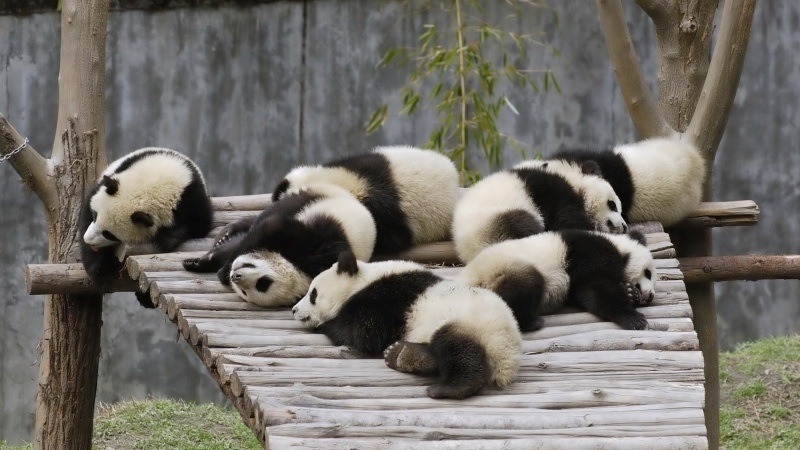 fond d'écran HD groupe de panda qui dort photo image wallpaper backgrounds