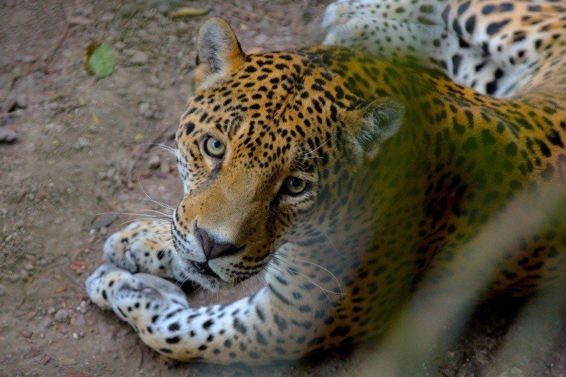 fond écran animal sauvage jaguar regard photo télécharger wallpaper picture image