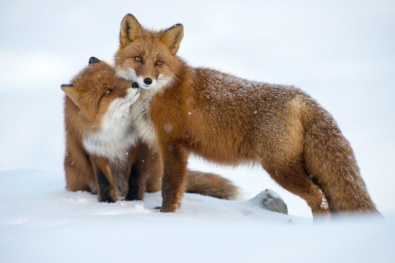 duo de renard roux dans la neige image fond écran background photo