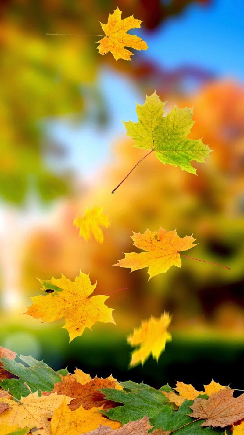 iphone 6 automne feuilles