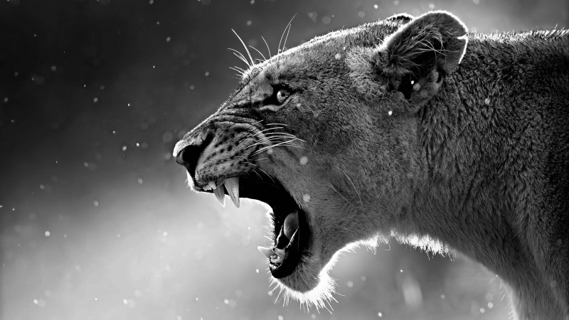 fond d'écran 4k lionne qui rugit photo en noir et blanc UHD animal