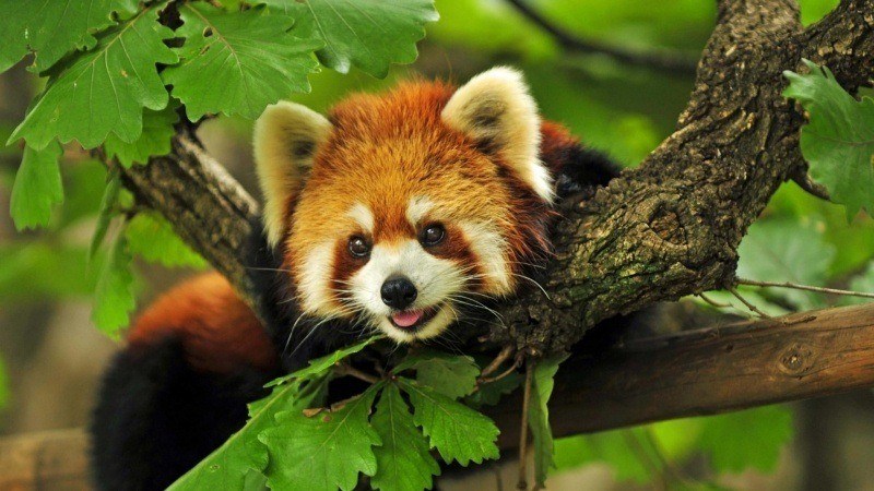 photo animal panda roux sur une branche pour fond écran wallpaper bureau desktop
