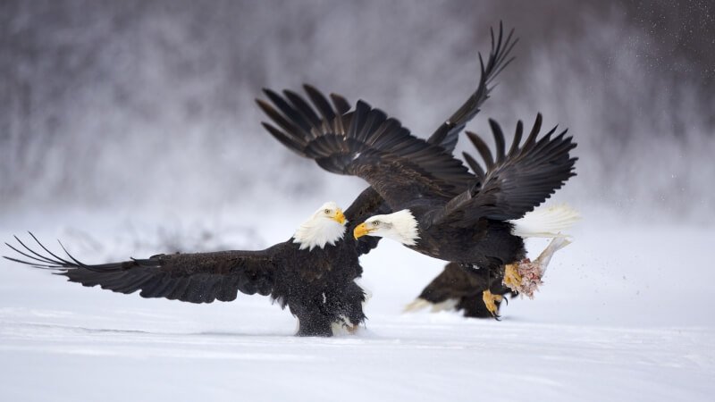 Fond d'écran HD oiseaux aigle combat dans la neige wallpaper télécharger gratuit photo