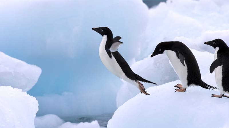 Pingouins sur banquise fond écran HD wallpaper photo