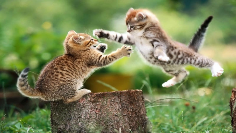 Fond d'écran HD animaux chatons en duel image photo wallpaper gratuit bureau Windows