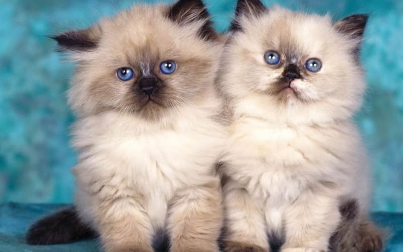 fond d'écran deux jeunes chatons yeux bleu wallpaper photo image background