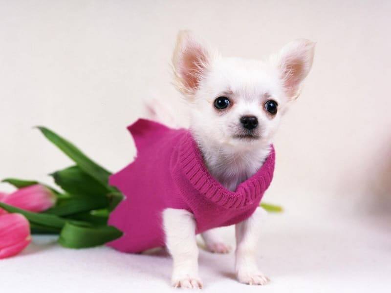 fond écran Chihuahua dog chien wallpaper gratuit photo image