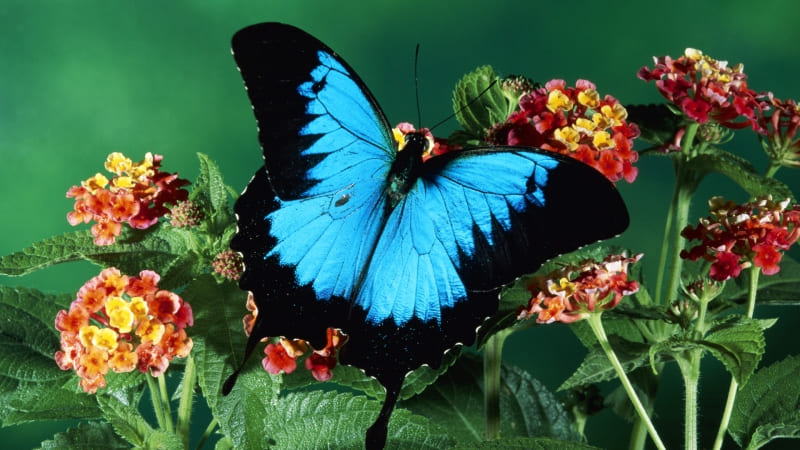 fond d'écran papillon bleu et noir wallpaper butterfly blue HD photo