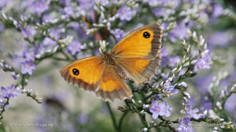 papillon amaryllis fond écran butterfly wallpaper photo