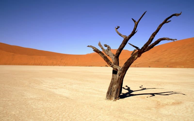 fond écran paysage arbre mort dans le désert photo wallpaper hd