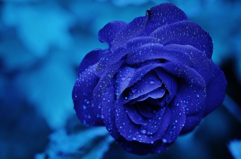 wallpaper fleur rose bleu fond écran