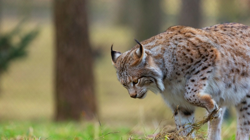 fond d'écran HD félin animal sauvage lynx en chasse photo wallpaper