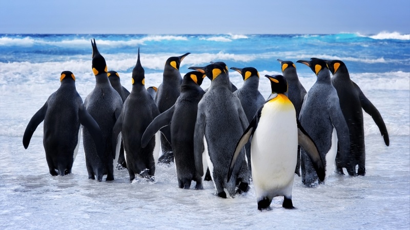 Fond écran HD pingouins de l'antarctique sur la banquise photo wallpaper animaux