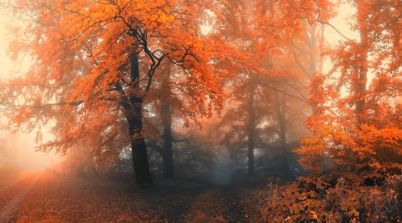 Fond écran HD croisée chemin forêt automne