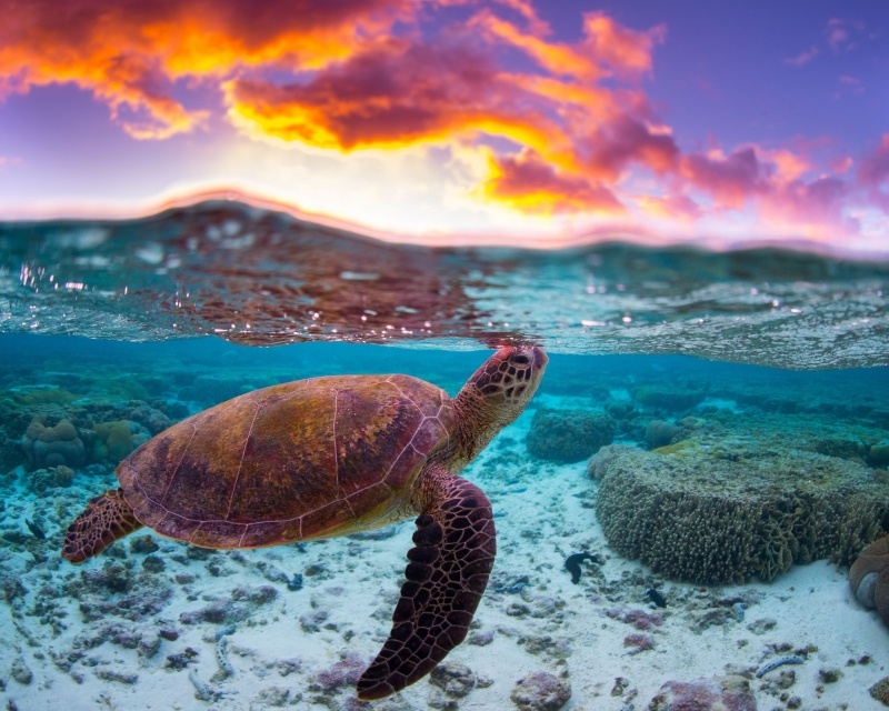Fond d'écran HD tortue marine photo mer océan lagon télécharger wallpaper gratuit animal pour votre PC smartphone tablette