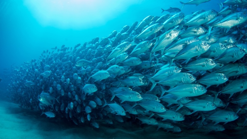 Fond d'écran HD animaux banc de poisson de mer photo wallpaper télécharger gratuit picture free
