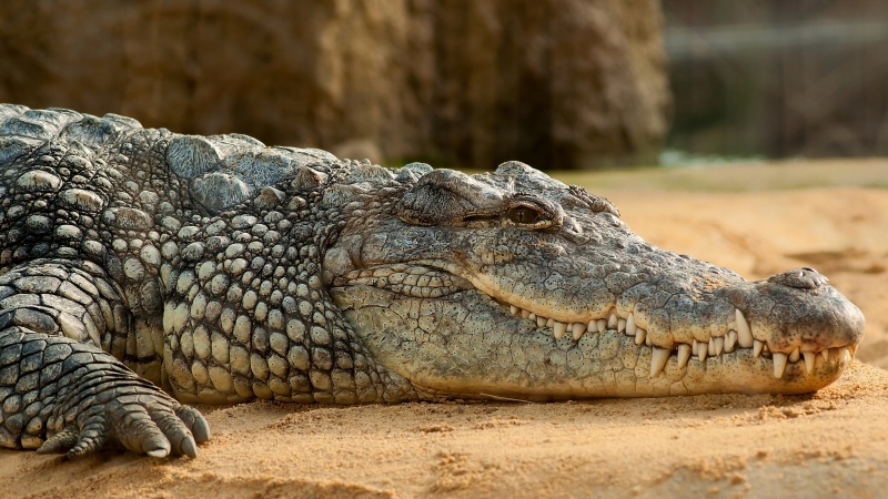 photo crocodile du Nil 4K animal reptile