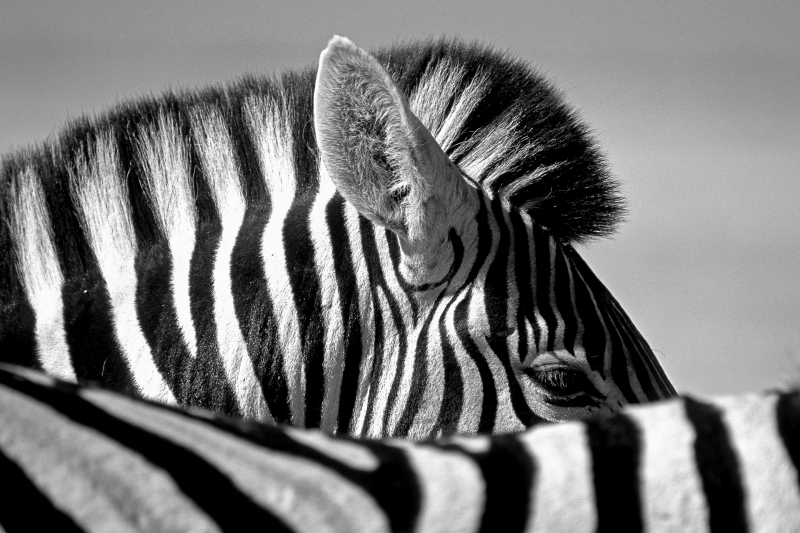 fond ecran HD photo noir et blanc zèbre gros plan animal sauvage Afrique wallpaper picture image télécharger gratuit