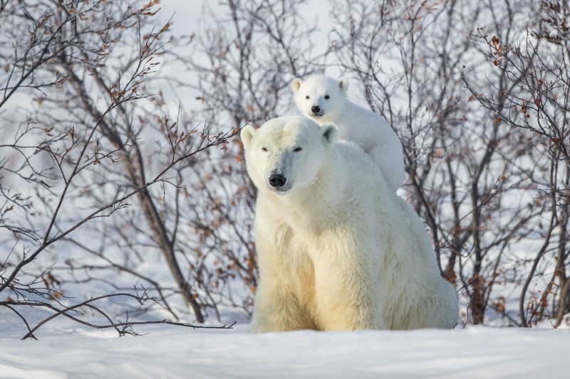 Fond ecran HD ours polaire et son petit dans la neige polar bear snow and baby picture image wallpaper free